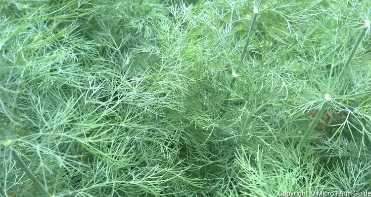 overgrown dill leaves