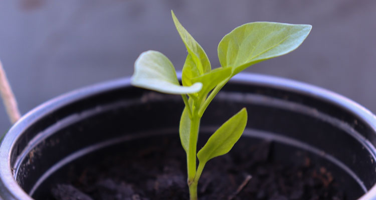 pepper seedling in nursery pot