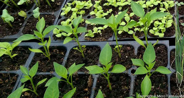 pepper seedlings in tray