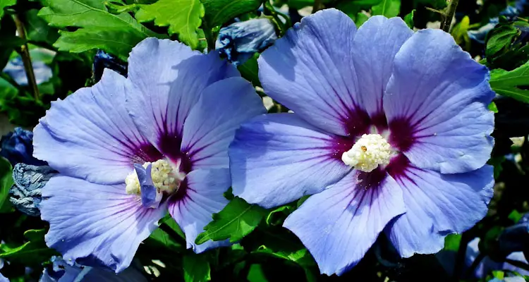 purple hibiscus flower