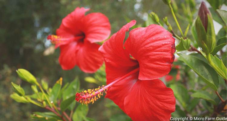 red hibiscus flowers