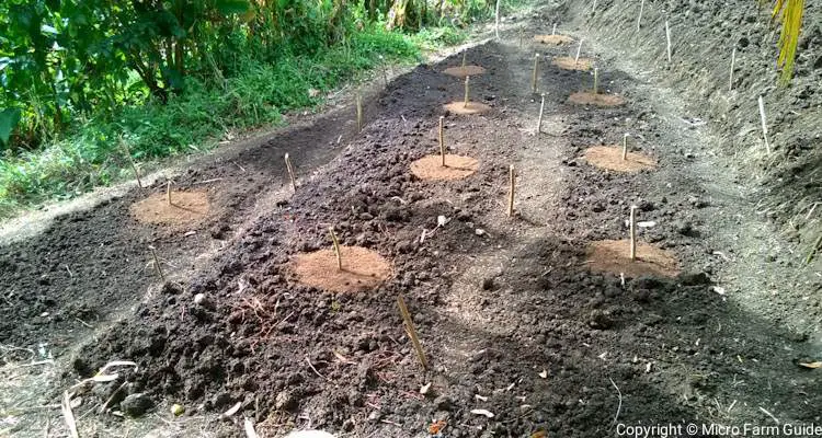 three sisters planting mounds on terraces