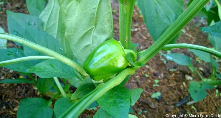 young sweet pepper fruit