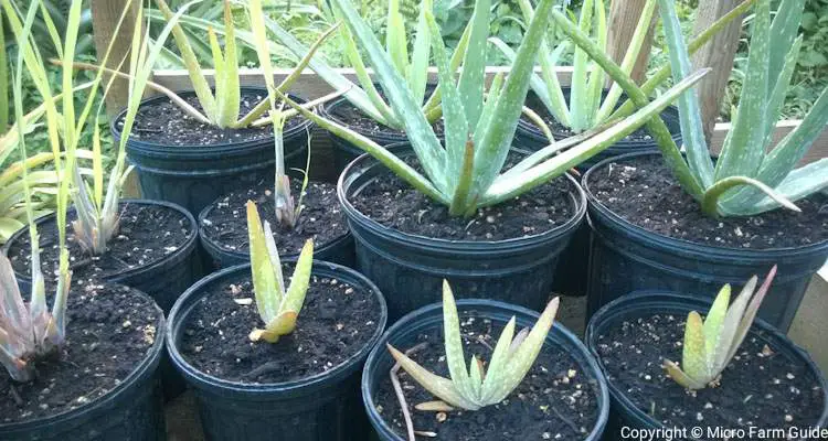 aloe vera and lemon grass plants in nursery pots
