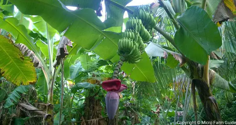 bananas on tree in garden