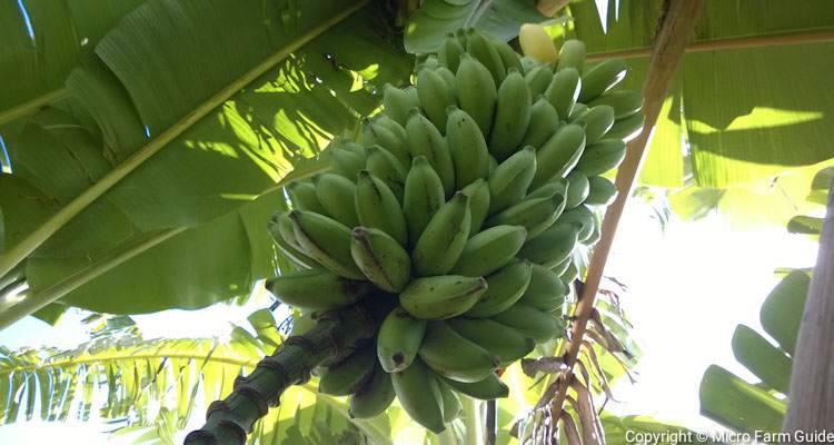 bunch of silk bananas ready to harvest