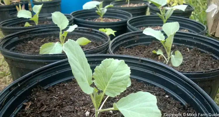 cabbage seedlings in containers