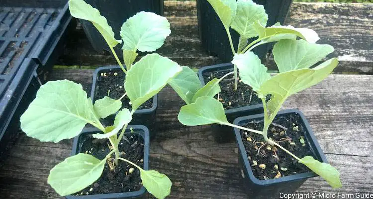 cabbage seedlings ready to transplant