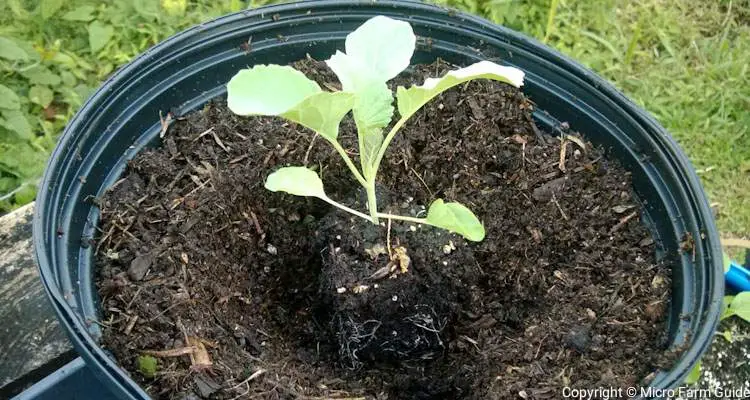 cabbage transplant in hole