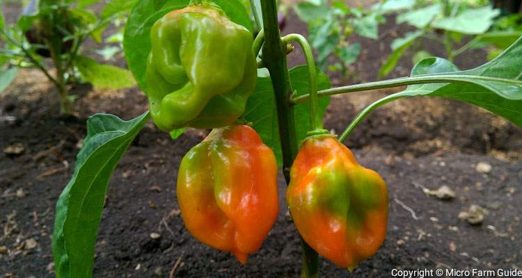 caribbean seasoning pepper plant