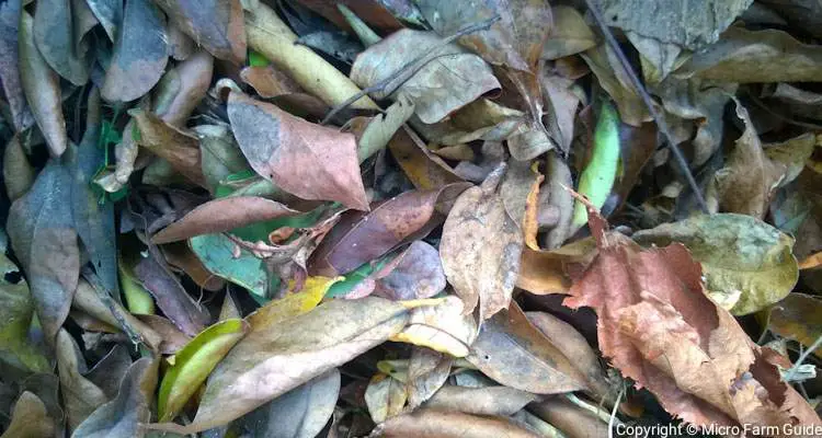 dry leaves and twigs