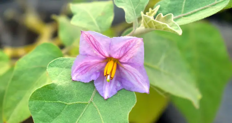 eggplant flower