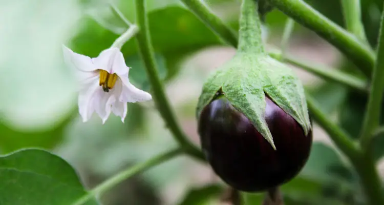 eggplant fruit and flower