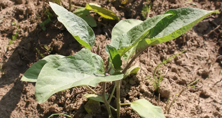 eggplant seedling transplanted