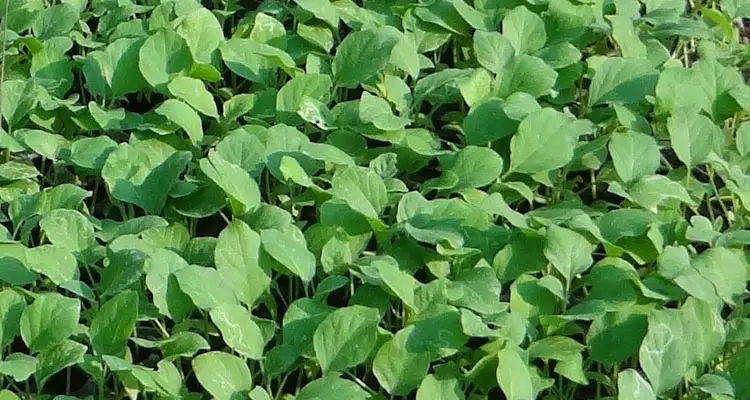 eggplant seedlings