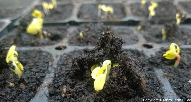 germinating radish seedling