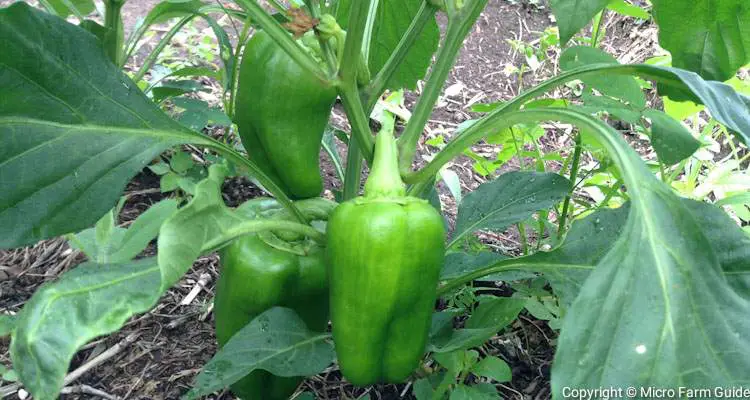 green bell peppers on plant