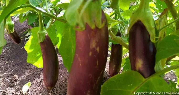 growing eggplant in garden