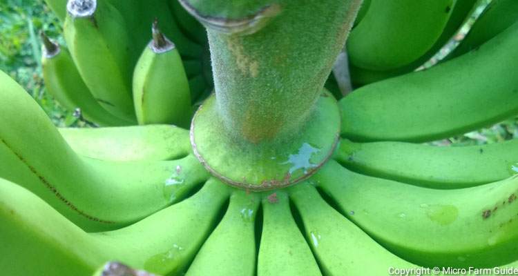 hands of bananas joined to stalk forming bunch