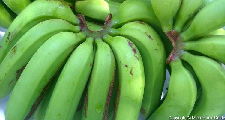 hands of green bananas