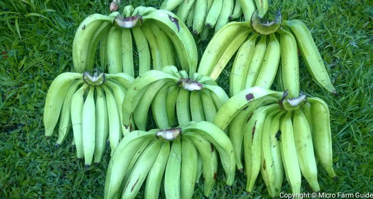 hands of plantain bananas