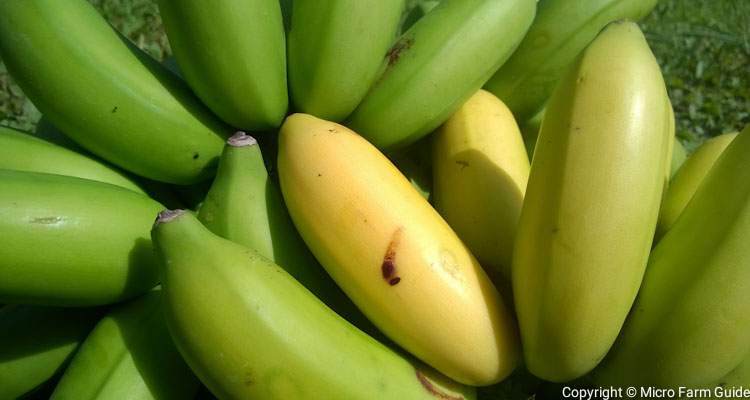 harvested rock fig bananas