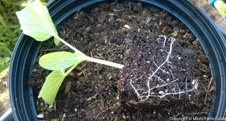 healthy cucumber seedling ready to transplant