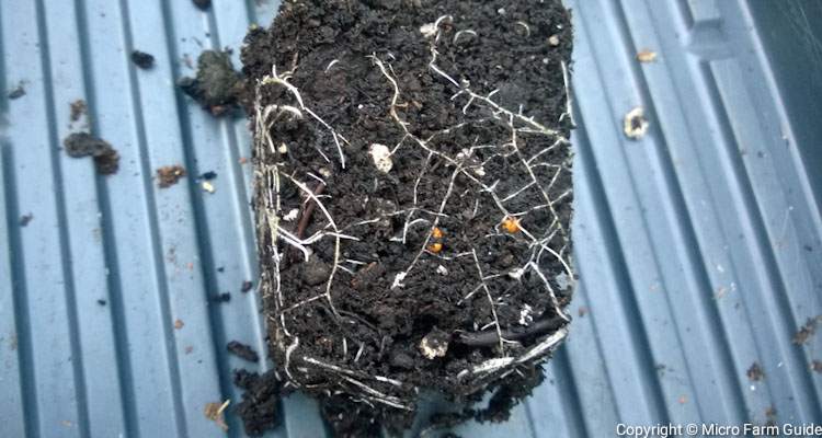 healthy roots in potting soil