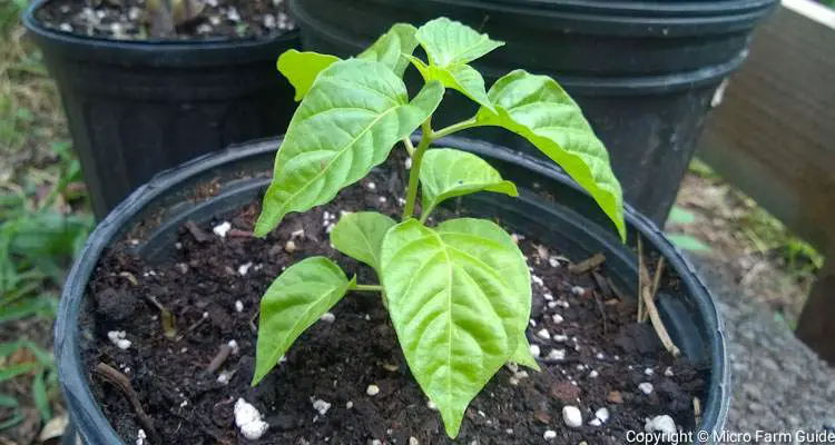 hot pepper plant in nursery pot