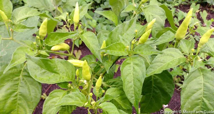 perennial pepper plant