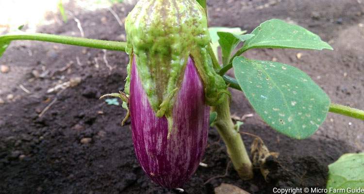 purple eggplant on tree