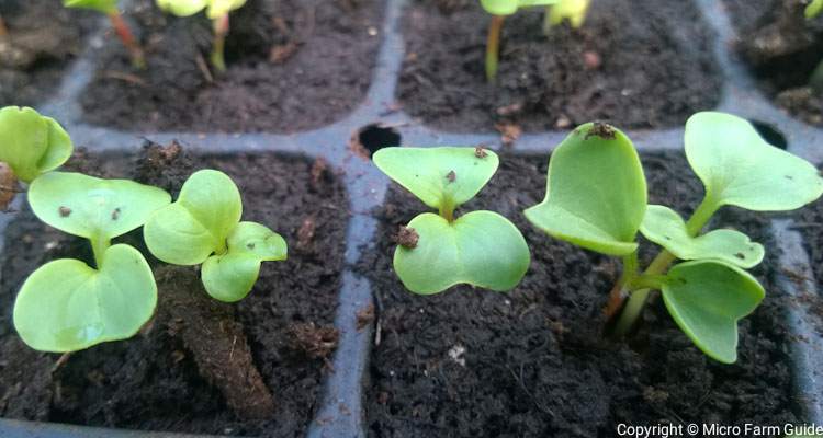 radish seedling in tray