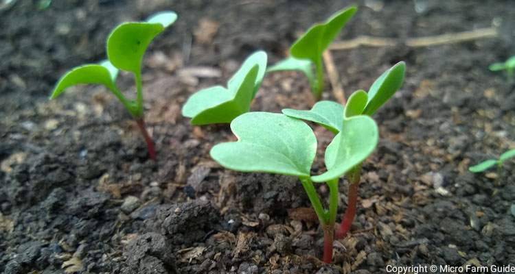 radish seedlings in garden