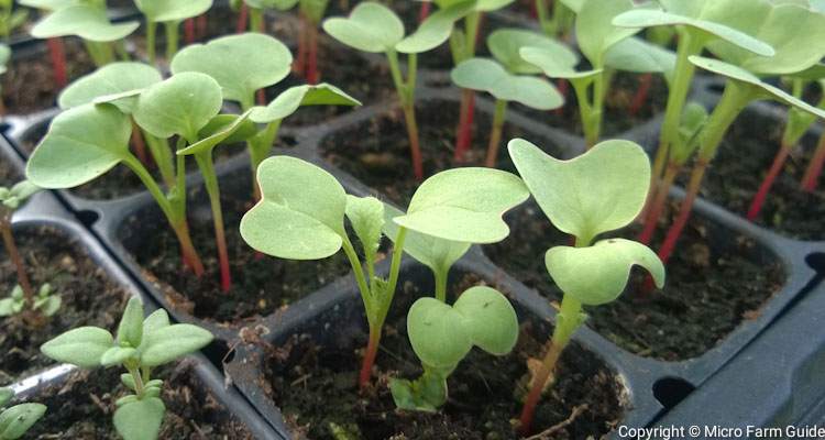 radish seedlings