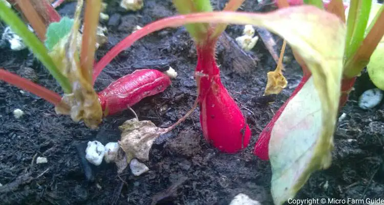 radishes in pot