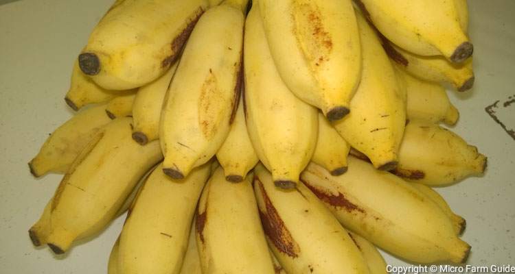 ripe bananas