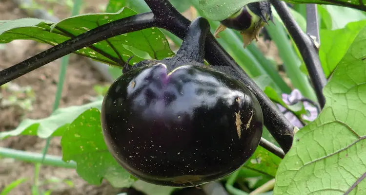 round eggplant