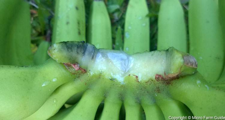 sap on hand of bananas