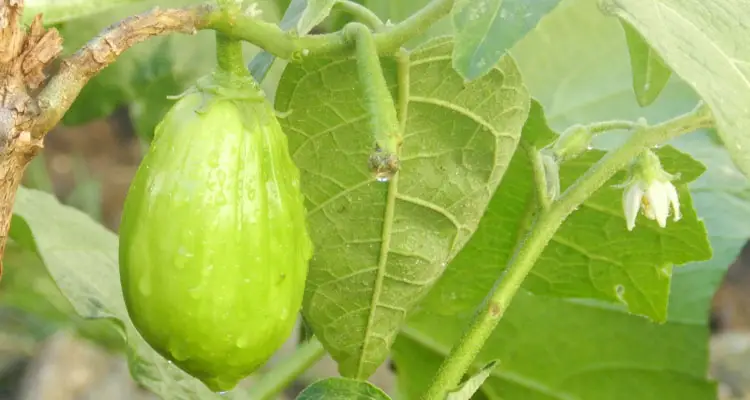 scarlet eggplant