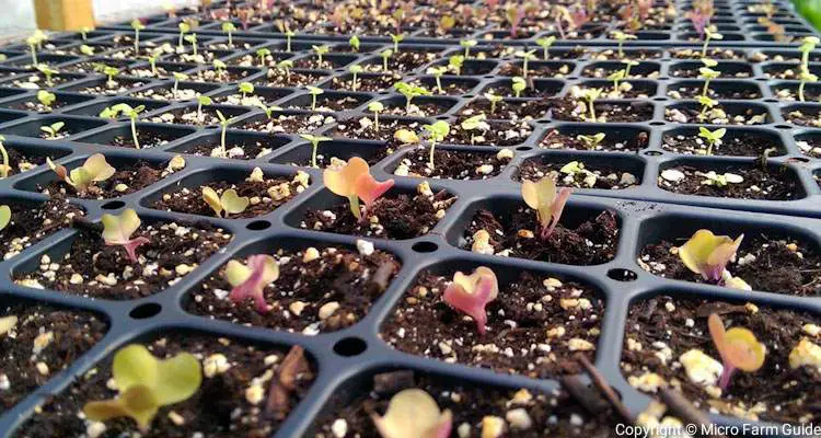 seedlings in trays