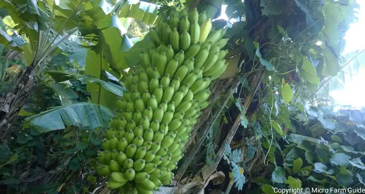 thousand grain bananas on tree ready to harvest