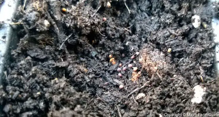 thyme seeds in germination tray