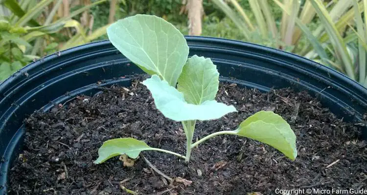 transplanted cabbage seedling in nursery pot