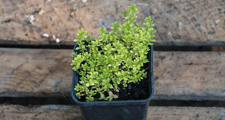young thyme plant growing in nursery pot