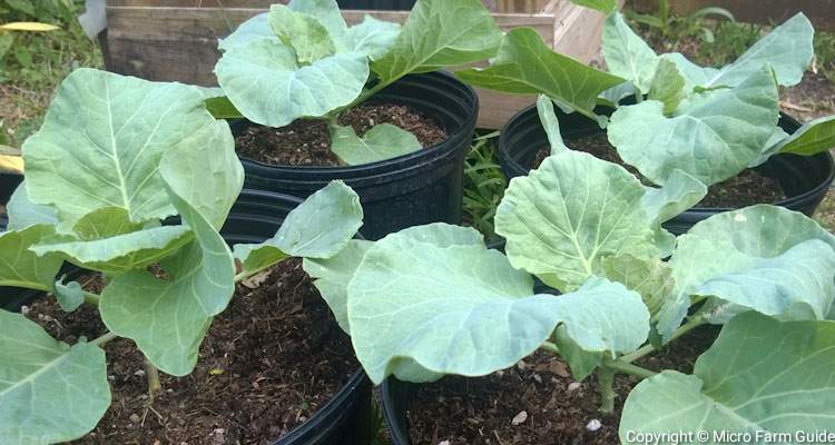 young cabbage plants growing in pots
