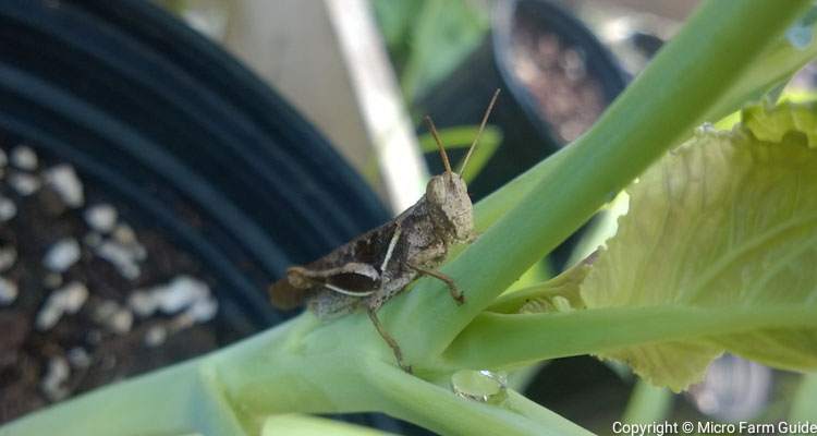 grasshopper on cabbage plant
