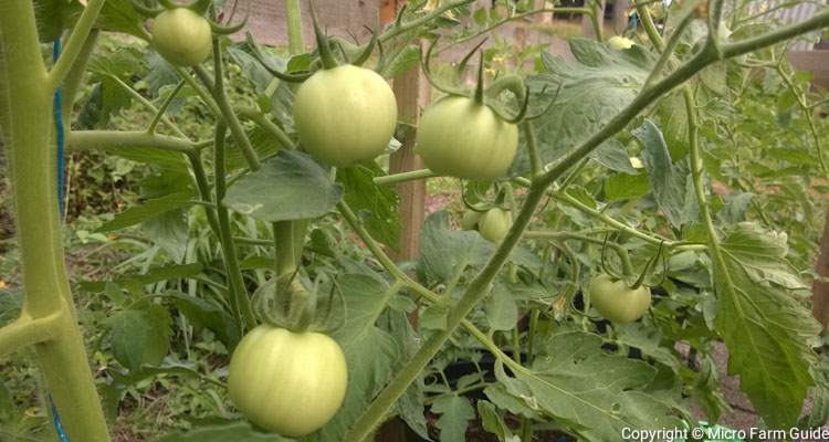 green tomatoes in containers
