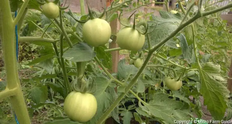 green tomatoes in containers