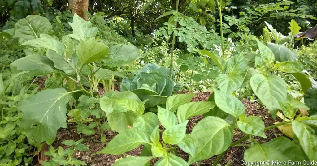 syntropic forest garden example