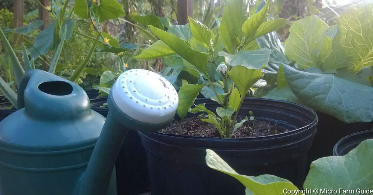 watering container plants